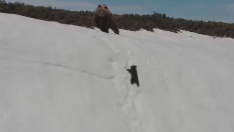 La osa mira directamente a su amenaza, el dron