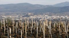 Monforte ten�a censadas 389 hect�reas de vi�edo a mediados del siglo XVIII