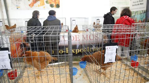 Ejemplares de galia de Mos en la fiesta degustacin del ao pasado