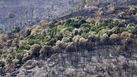 Zona afectada por el fuego, el pasado verano, en Quiroga