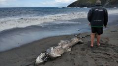 El cuerpo del tibur�n peregrino, que med�a 3,90 metros de largo, apareci� muy da�ado