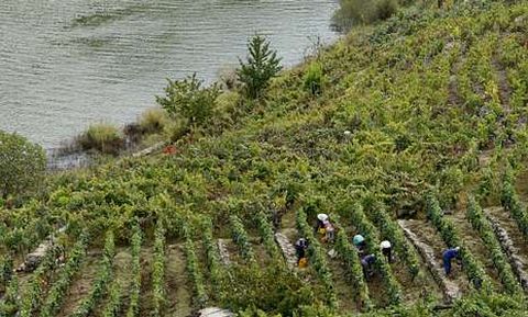 Labores de vendimia del pasado a�o en la ribera chantadina de San Fiz.