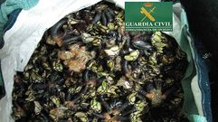 Percebes incautados por la Guardia Civil.Percebes incautados por la Guardia Civil 