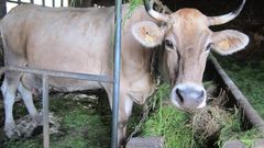 Vaca