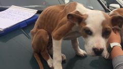 Investigan a un vecino de Ames por abandono animal