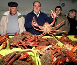 Este a�o, la apertura de la veda dej� excelentes capturas de unos centollos de primera calidad.