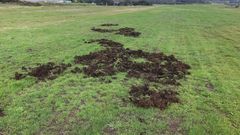 Imagen de archivo de los da�os provocados por el jabal� en un prado