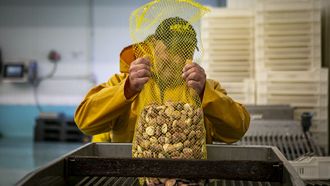 Un mariscador depositando en la lonja de Ribeira almeja que extrajo el 10 de febrero del 2026.