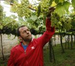 En sus vi�edos, Luciano Cepeda Torres cultiva uvas de las variedades albari�o, ca��o y rati�o. 