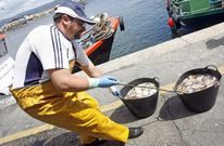 En la lonja de Cambados la presencia de la n�cora es casi anecd�tica estos �ltimos d�as. 