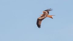 El milano real, f�cilmente reconocible por su cola ahorquillada, se encuentra entre las especies silvestres m�s frecuentemente registradas como envenenadas en Espa�a