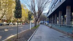 Dos de los arces reci�n plantados en Manuel Murgu�a