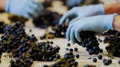 Vinprecise busca la forma de�ayudar a mejorar y a controlar la fermentaci�n del vino