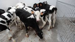 Terneros de recr�a en la granja Gayoso Castro