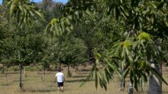 Plantaci�n de casta�os en Lourant�n, en el municipio de Monterroso