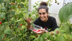 �A nosa frambuesa non bota moho a�nda que pasen d�as�, destaca Andrea Gonz�lez, en la imagen, en su plantaci�n de Mor�s