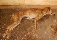 Uno de los cuatro perros muertos en un bajo del lugar de A Pallota.