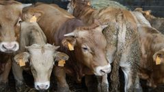 Imagen de archivo de una explotaci�n afectada este a�o, en Galicia, de EHE