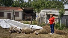 Ovejas supuestamente atacadas por lobos