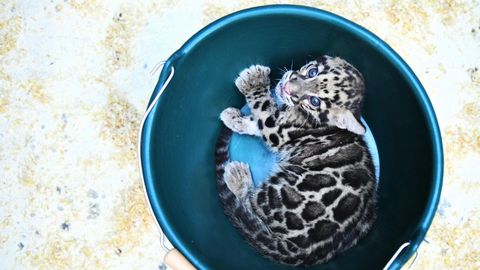 Un cachorro de leopardo, en un cubo durante un examen mdico en el zoolgico de Mulhouse, en Francia