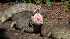 Un cocodrilo, en una imagen de archivo. El zologo australiano Adam Corden Britton es experto en estos animales