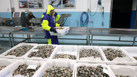 Almeja babosa en Agui�o, en el inicio de la campa�a extractiva