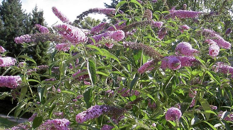 La �Buddleja davidii� est� catalogada como especie ex�tica invasora