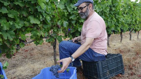 La bodega Couto Mixto abrió la vendimia en la D.O. Monterrei.