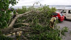 Cae un �rbol en la avenida de Oza