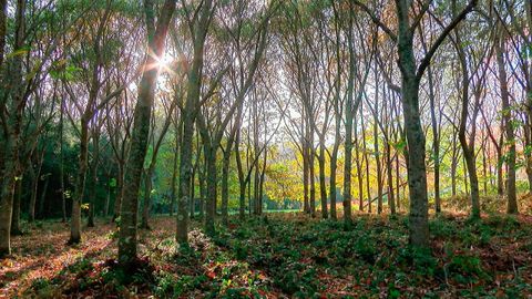 Imagen de archivo de un bosque en Galicia
