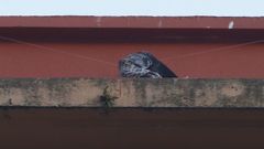 Rescatan a la gaviota atrapada en un edificio de Monte Alto