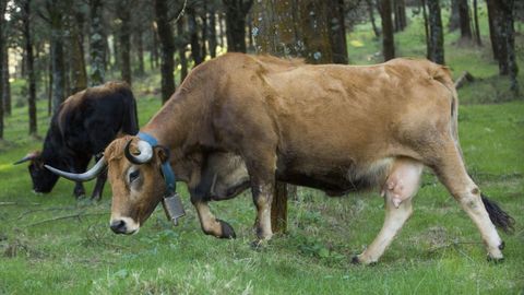 Los cencerros son usados para reconocer cada animal, adems de saber por dnde avanza el rebao