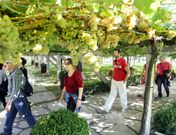 Entre las ofertas figuran rutas por los viedos de la Denominacin de Orixe Ras Baixas. 