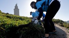 Limpieza de ua de gato en la torre de Hrcules