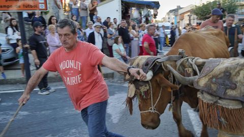 O Castro de Caldelas muestra el pulso ganadero de Ourense