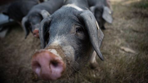 El porco celta es una de las razas aut�ctonas de Galicia