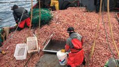 Pesquera de langostino en aguas argentinas, en donde operan y procesan las grandes pesqueras gallegas(foto de archivo)