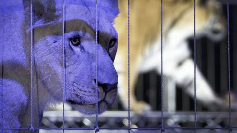 Leones enjaulados en un circo