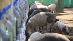 Lugo es la provincia con m�s criadores de porco celta