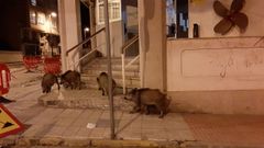 Una manada de jabal�es en el entorno de la Casa del Mar de Burela