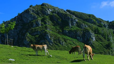 Ganado pastando en libertad