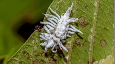 La melaza o cochinilla algodonosa deja una mancha blanca en las plantas