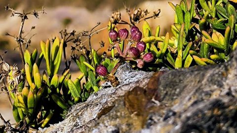 Exemplar de pirixel ou fi�ncho do mar, que abonda na costa