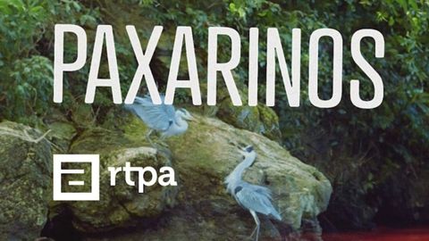 TPA estrena este viernes la serie documental 'Paxarinos', dedicada a las aves y la naturaleza de Asturias