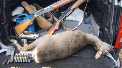 El corzo muerto, junto con las armas y la munici�n incautadas por el Seprona de Lobios.