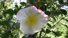 El programa de donaci�n de plantas de los excedentes de O Areeiro incluye numerosas especies de camelias