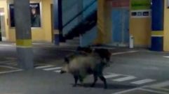 Jabal�es en el aparcamiento del centro comercial de Nar�n