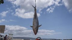 Un magnfico ejemplar de atn rojo capturado por pescadores en una almadraba (foto de archivo)