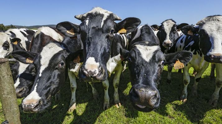 Vacas de leche en una explotaci�n ganadera, en imagen de archivo 