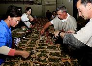 <span lang= es-es >Cena medieval en Vimianzo</span>. El mal tiempo oblig� a trasladar la cena medieval previa al Asalto, pero no impidi� que un nutrido grupo de comensales disfrutasen del men� irmandi�o.